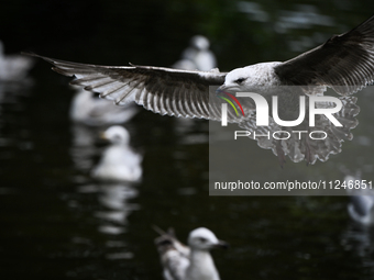 DUBLIN, IRELAND - MAY 16: 
A seagull lands in St. Stephen's Green Park, searching for food, on May 16, 2024, in Dublin, Ireland, 
With sprin...