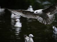 DUBLIN, IRELAND - MAY 16: 
A seagull lands in St. Stephen's Green Park, searching for food, on May 16, 2024, in Dublin, Ireland, 
With sprin...