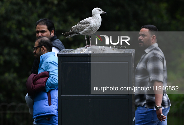 DUBLIN, IRELAND - MAY 16: 
A seagull observes passersby in St. Stephen's Green Park, searching for food, on May 16, 2024, in Dublin, Ireland...