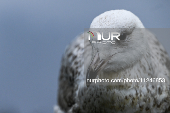 DUBLIN, IRELAND - MAY 16: 
A seagull in St. Stephen's Green Park, searching for food, on May 16, 2024, in Dublin, Ireland, 
With spring's ar...