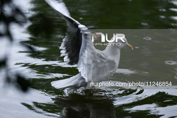 DUBLIN, IRELAND - MAY 16: 
A seagull lands in St. Stephen's Green Park, searching for food, on May 16, 2024, in Dublin, Ireland, 
With sprin...