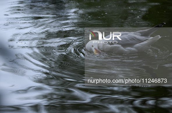 DUBLIN, IRELAND - MAY 16: 
A seagull in St. Stephen's Green Park, searching for food, on May 16, 2024, in Dublin, Ireland, 
With spring's ar...