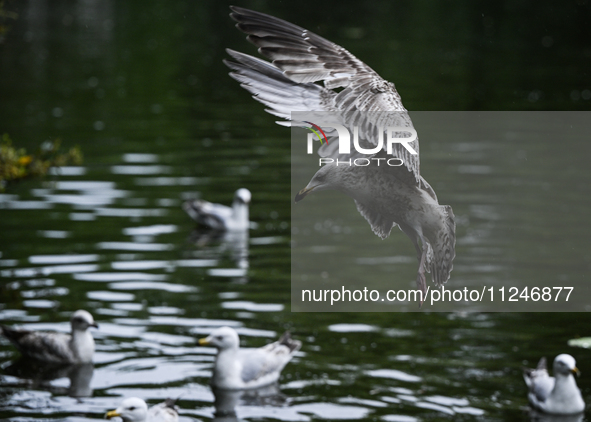 DUBLIN, IRELAND - MAY 16: 
A seagull lands in St. Stephen's Green Park, searching for food, on May 16, 2024, in Dublin, Ireland, 
With sprin...