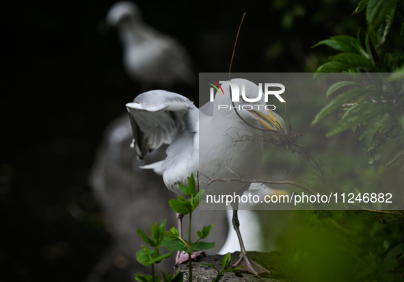 DUBLIN, IRELAND - MAY 16: 
A seagull in St. Stephen's Green Park, searching for food, on May 16, 2024, in Dublin, Ireland, 
With spring's ar...