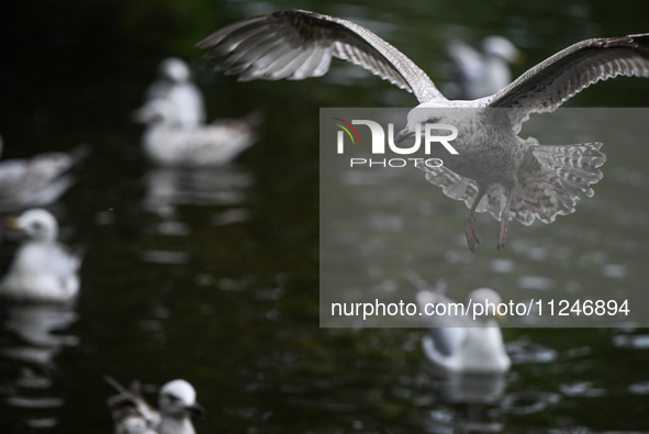 DUBLIN, IRELAND - MAY 16: 
A seagull lands in St. Stephen's Green Park, searching for food, on May 16, 2024, in Dublin, Ireland, 
With sprin...