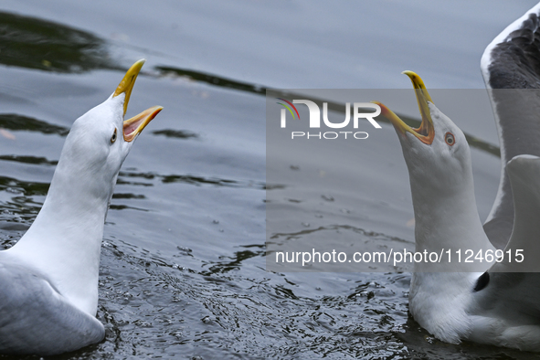 DUBLIN, IRELAND - MAY 16: 
A couple of seagulls fighting in St. Stephen's Green Park, searching for food, on May 16, 2024, in Dublin, Irelan...