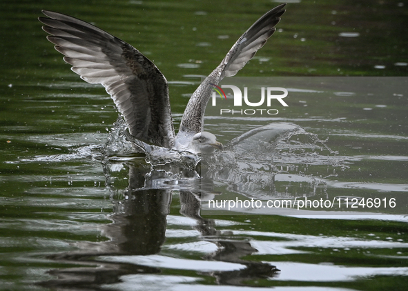 DUBLIN, IRELAND - MAY 16: 
A seagull lands in St. Stephen's Green Park, searching for food, on May 16, 2024, in Dublin, Ireland, 
With sprin...