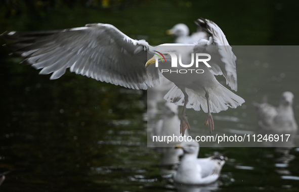 DUBLIN, IRELAND - MAY 16: 
A seagull lands in St. Stephen's Green Park, searching for food, on May 16, 2024, in Dublin, Ireland, 
With sprin...