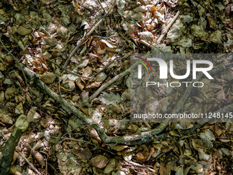 Dry leaves cover the forest bedding in a forest as dust-roads are extremely dry in Drawsko Pomorskie county, western Poland on May 17, 2024....