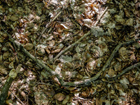 Dry leaves cover the forest bedding in a forest as dust-roads are extremely dry in Drawsko Pomorskie county, western Poland on May 17, 2024....