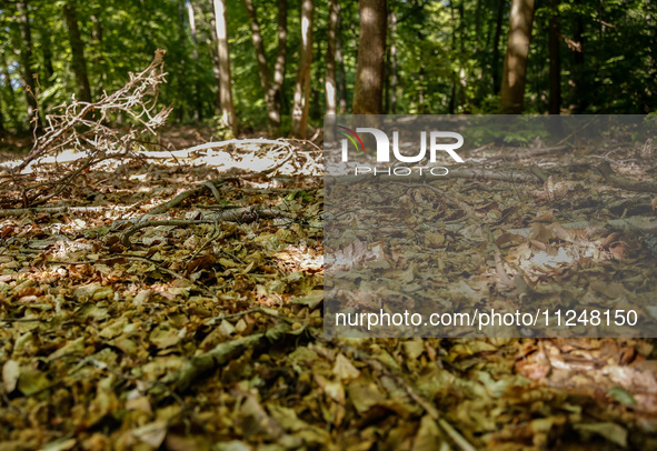 Dry leaves cover the forest bedding in a forest as dust-roads are extremely dry in Drawsko Pomorskie county, western Poland on May 17, 2024....