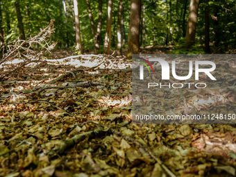 Dry leaves cover the forest bedding in a forest as dust-roads are extremely dry in Drawsko Pomorskie county, western Poland on May 17, 2024....