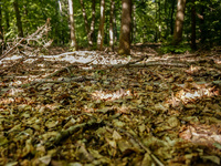 Dry leaves cover the forest bedding in a forest as dust-roads are extremely dry in Drawsko Pomorskie county, western Poland on May 17, 2024....