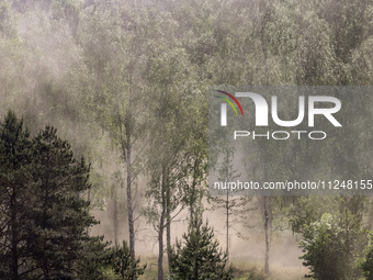 Dust moves with a wind in a forest as dust-roads are extremely dry in Drawsko Pomorskie county, western Poland on May 17, 2024. Public was i...