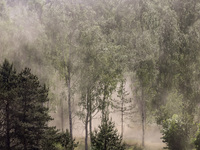 Dust moves with a wind in a forest as dust-roads are extremely dry in Drawsko Pomorskie county, western Poland on May 17, 2024. Public was i...