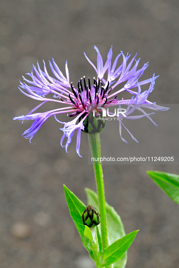 A Centaurea cyanus, commonly known as bachelor's button, is flowering after a spring rain. 