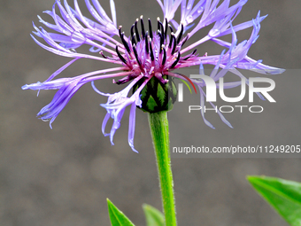 A Centaurea cyanus, commonly known as bachelor's button, is flowering after a spring rain. (