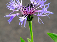 A Centaurea cyanus, commonly known as bachelor's button, is flowering after a spring rain. (