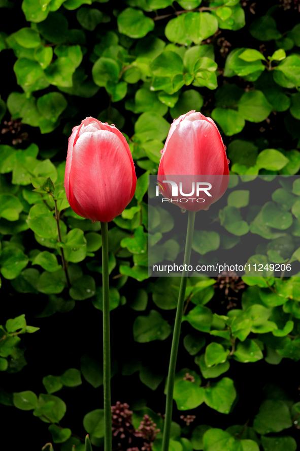 A pair of tulips are growing in a garden following a spring rain shower. 