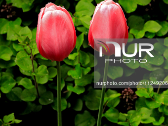 A pair of tulips are growing in a garden following a spring rain shower. (