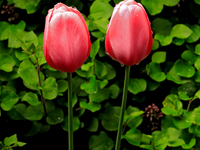 A pair of tulips are growing in a garden following a spring rain shower. (