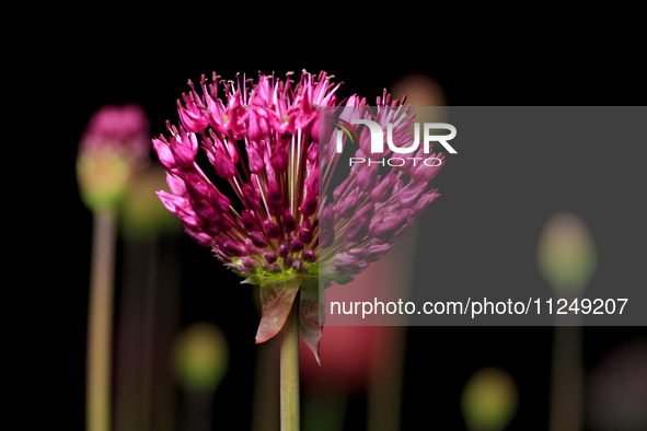 An Allium flower, closely related to the cultivated onion, garlic, scallion, shallot, and chive, is beginning to flower in a garden. 