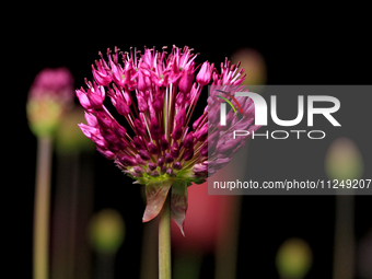 An Allium flower, closely related to the cultivated onion, garlic, scallion, shallot, and chive, is beginning to flower in a garden. (