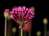 An Allium flower, closely related to the cultivated onion, garlic, scallion, shallot, and chive, is beginning to flower in a garden. (