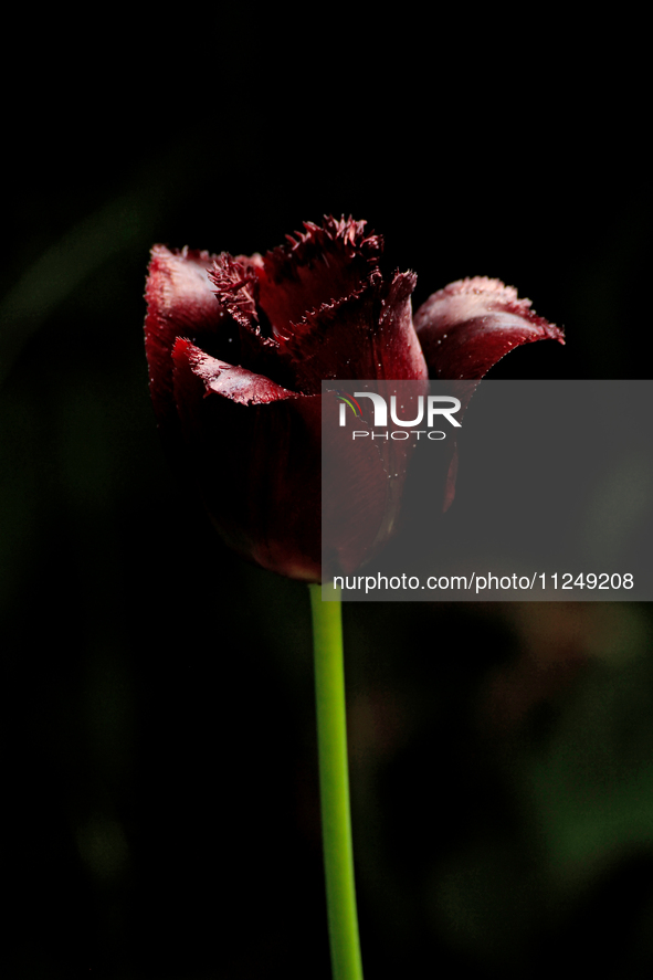 A dark-coloured Fringed tulip is flowering after a spring rain in a garden. 