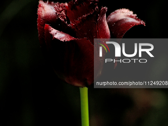 A dark-coloured Fringed tulip is flowering after a spring rain in a garden. (