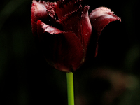 A dark-coloured Fringed tulip is flowering after a spring rain in a garden. (