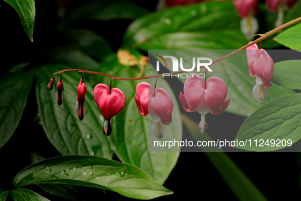 A string of bleeding-hearts flowers, or Dicentra, is flowering in a garden. 