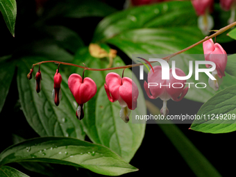 A string of bleeding-hearts flowers, or Dicentra, is flowering in a garden. (