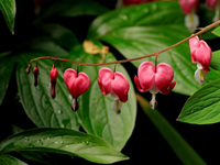 A string of bleeding-hearts flowers, or Dicentra, is flowering in a garden. (