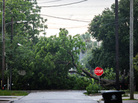 A fallen tree is blocking a road in the Houston Heights, Houston, USA, on May 17, 2024, following a severe storm a day prior. (