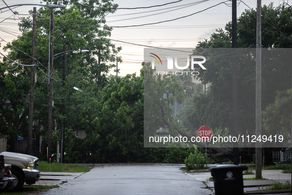 A fallen tree is blocking a road in the Houston Heights, Houston, USA, on May 17, 2024, following a severe storm a day prior. 