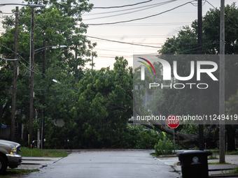 A fallen tree is blocking a road in the Houston Heights, Houston, USA, on May 17, 2024, following a severe storm a day prior. (