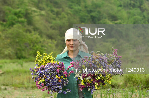 A woman is harvesting various colors of Statice flowers from a garden in Senapati, Manipur, on Saturday, May 18, 2024. The hilly Senapati di...