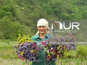 A woman is harvesting various colors of Statice flowers from a garden in Senapati, Manipur, on Saturday, May 18, 2024. The hilly Senapati di...
