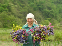 A woman is harvesting various colors of Statice flowers from a garden in Senapati, Manipur, on Saturday, May 18, 2024. The hilly Senapati di...