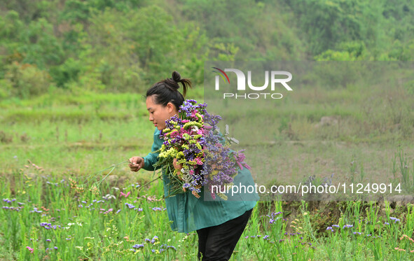 A woman is harvesting various colors of Statice flowers from a garden in Senapati, Manipur, on May 18, 2024. The hilly Senapati district in...