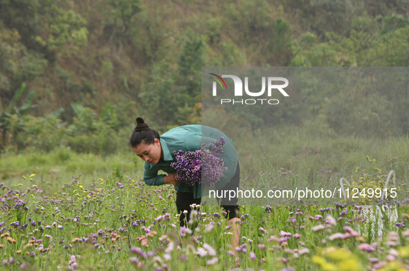 A woman is harvesting various colors of Statice flowers from a garden in Senapati, Manipur, on May 18, 2024. The hilly Senapati district in...