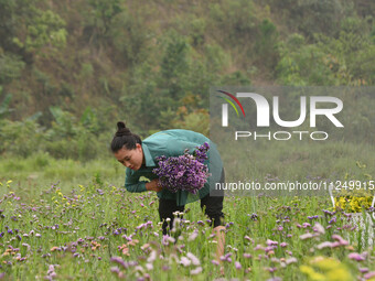 A woman is harvesting various colors of Statice flowers from a garden in Senapati, Manipur, on May 18, 2024. The hilly Senapati district in...