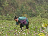 A woman is harvesting various colors of Statice flowers from a garden in Senapati, Manipur, on May 18, 2024. The hilly Senapati district in...