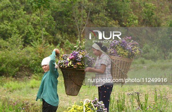 Women are carrying their harvested varieties of colorful Statice flowers in a bamboo basket from a garden in Senapati, Manipur, on May 18, 2...