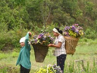 Women are carrying their harvested varieties of colorful Statice flowers in a bamboo basket from a garden in Senapati, Manipur, on May 18, 2...
