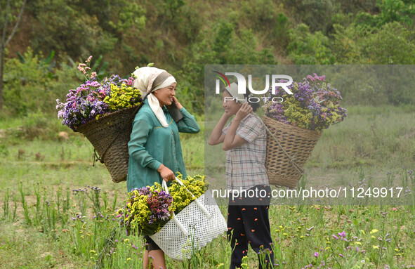 Women are carrying their harvested varieties of colorful Statice flowers in a bamboo basket from a garden in Senapati, Manipur, on May 18, 2...