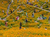 Tourists are enjoying blooming sulfur chrysanthemum at Jilanxi Sports Park in Chongqing, China, on May 19, 2024. (