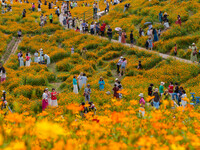 Tourists are enjoying blooming sulfur chrysanthemum at Jilanxi Sports Park in Chongqing, China, on May 19, 2024. (