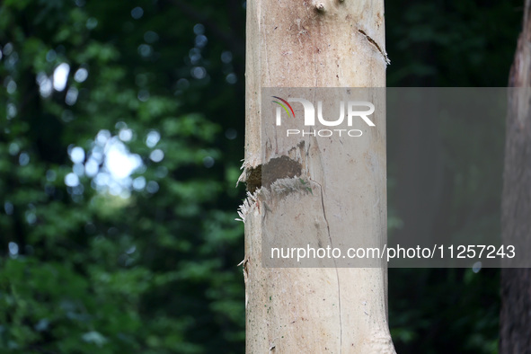 A tree trunk is being damaged by Russian shelling in Kharkiv, Ukraine, on May 19, 2024. NO USE RUSSIA. NO USE BELARUS. 